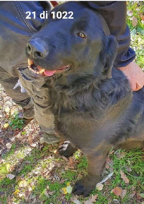 Total black 5anni tg grande buono da sempre in canile.MOLISE Foto 3